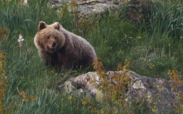 Bones notícies dels óssos del Pirineu: El passat 28 de juliol va ser observada una óssa amb com a mínim 2 cadells de l’any a la zona del Couserans (Pirineu Central)