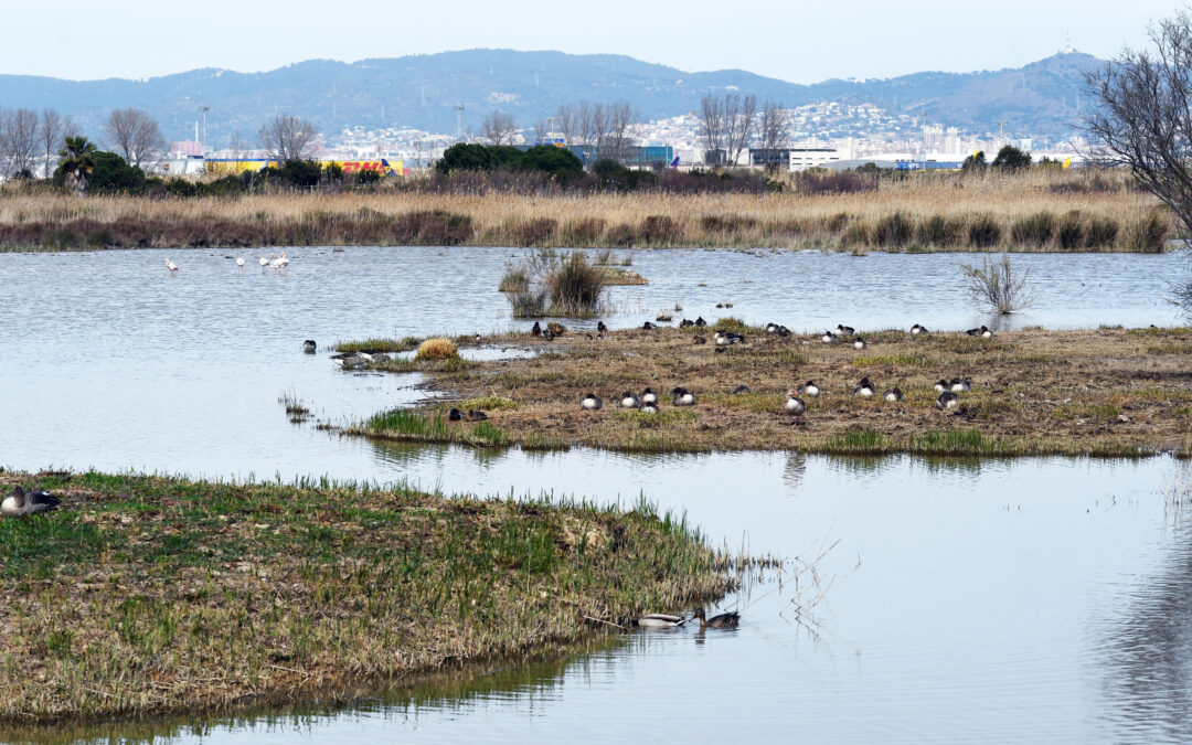 DEPANA insta a tramitar la inclusió del Delta del Llobregat al conveni Ramsar de protecció de zones humides, encallada des de fa més d’una dècada