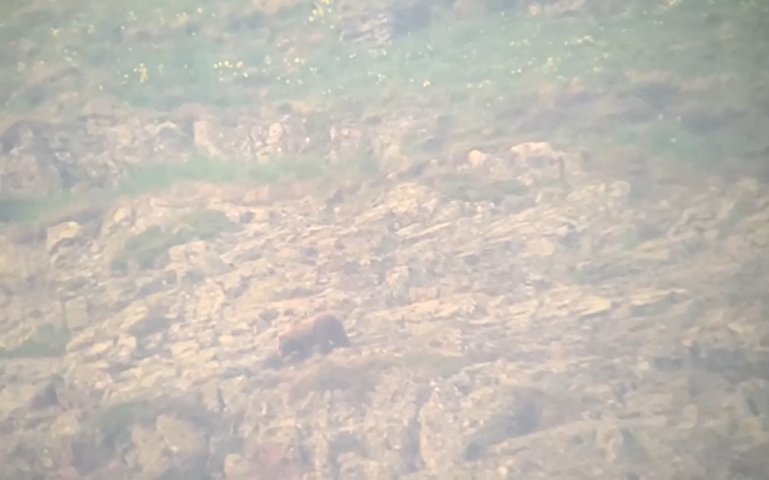 DEPANA fa públic el vídeo d’una ossa filmada a la Val d’Aran l’1 de juny passat