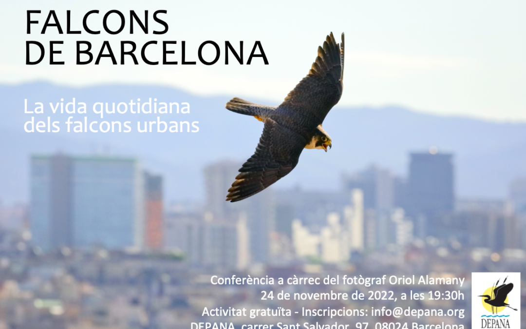 Xerrada: Falcons urbans, vint anys al cel de Barcelona