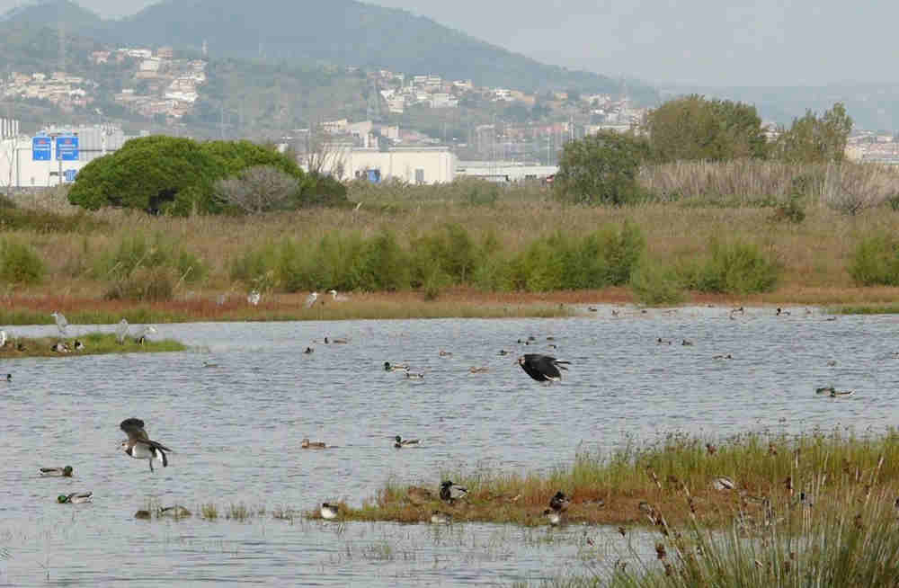 DEPANA i SEO/BirdLife reclamen un major compromís en l’ampliació de la ZEPA del Delta del Llobregat