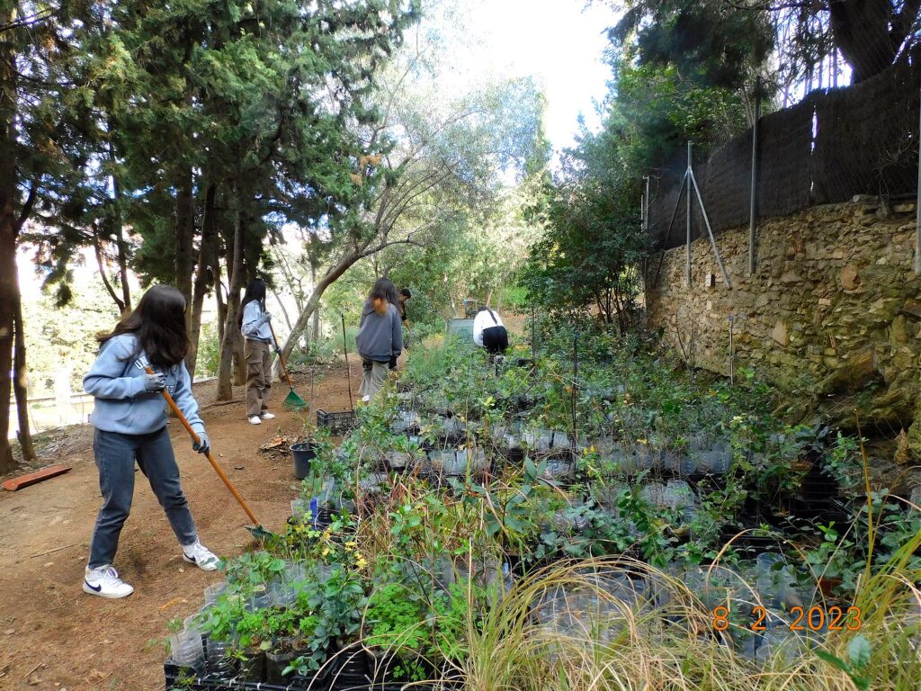 Plantada Al Jard De L Alzina De Gr cia DEPANA Lliga Per A La 