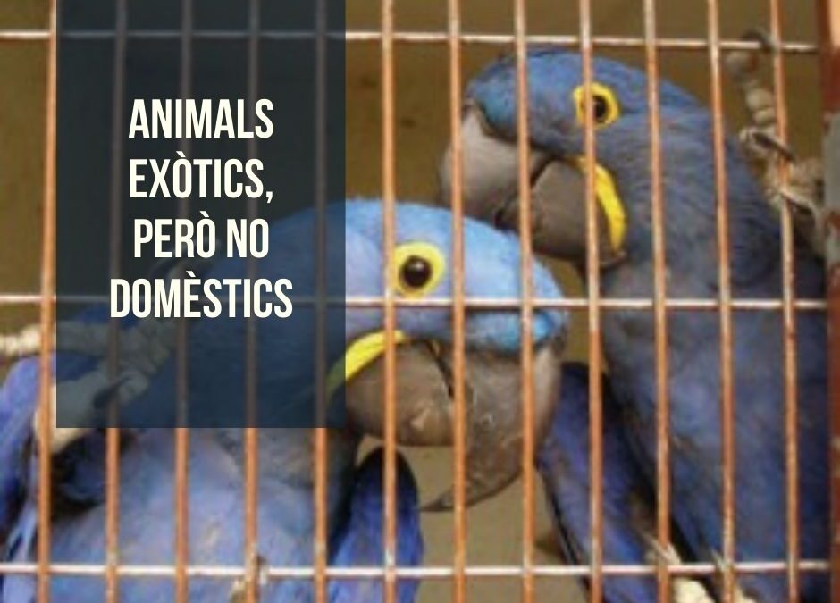 El taller “Animals exòtics, però no domèstics” torna a les escoles de Barcelona
