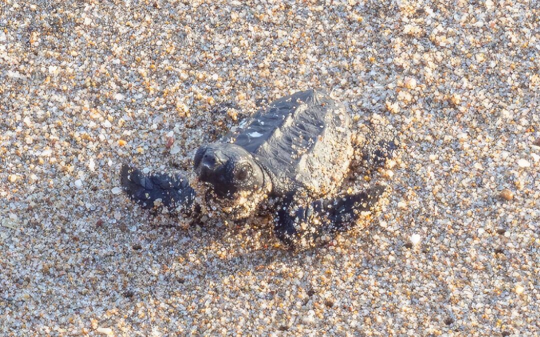 Detecten per primera vegada la reproducció de tortuga babaua a Viladecans