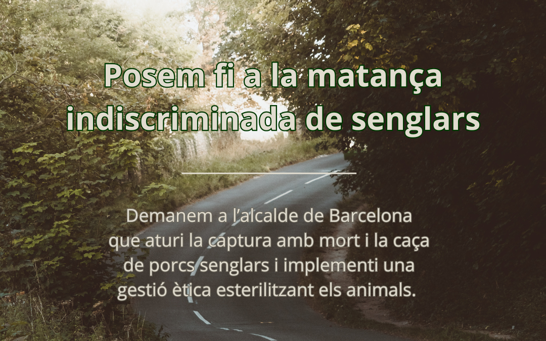 LIBERA i DEPANA reclamen urgentment a l’Ajuntament de Barcelona una gestió ètica de la població dels senglars i que aturi la captura amb sacrifici i la caça