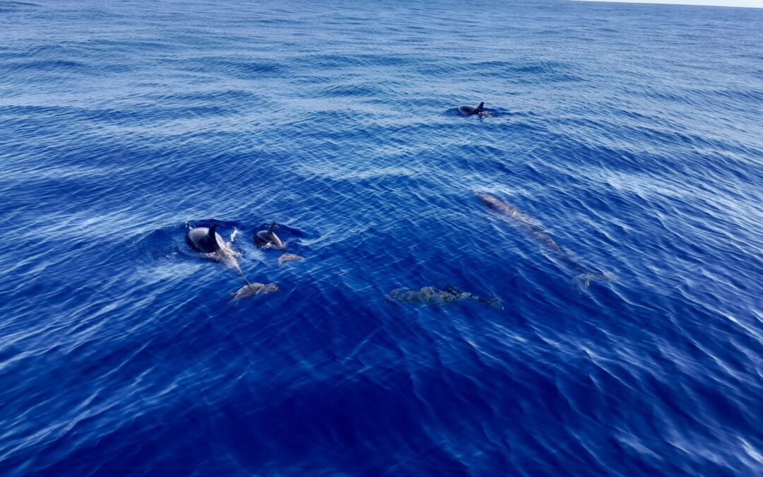 La sortida de DEPANA permet albirar dofins ratllats amb dues cries