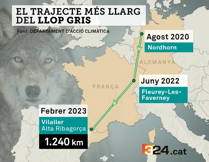 El llop més viatger, a l’Alta Ribagorça: ha fet un dels trajectes més llargs d’Europa