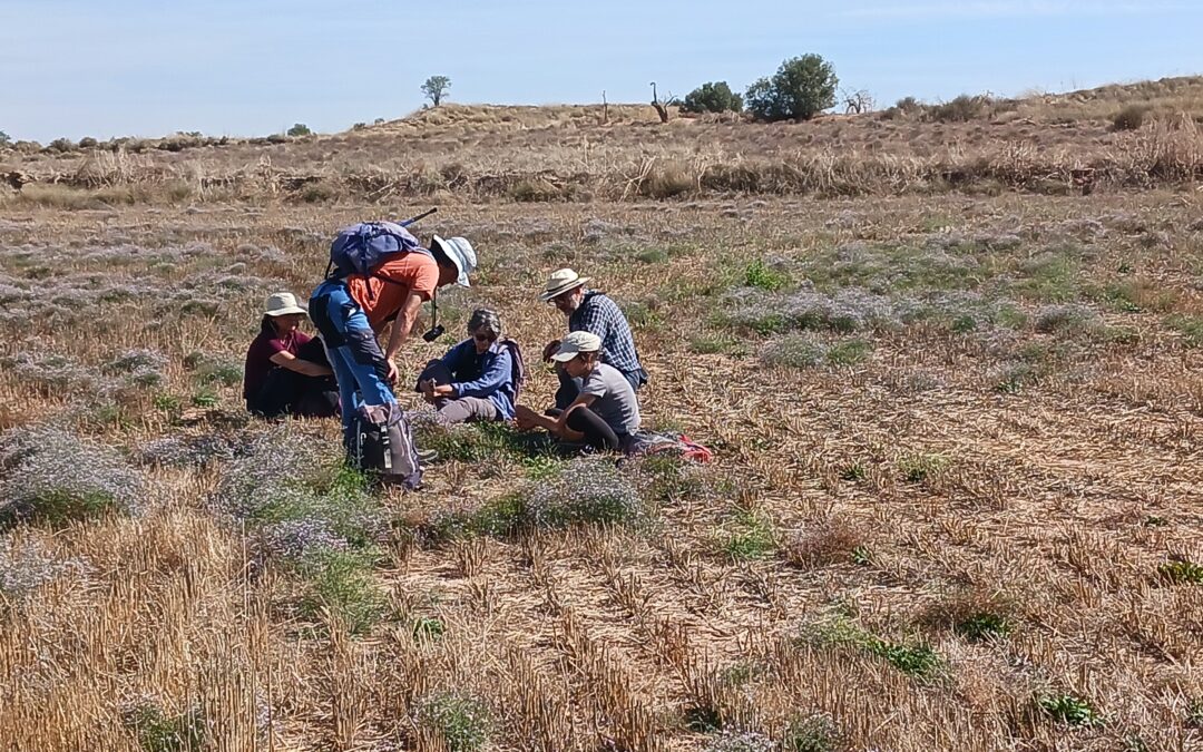 La clota salinosa de Conill