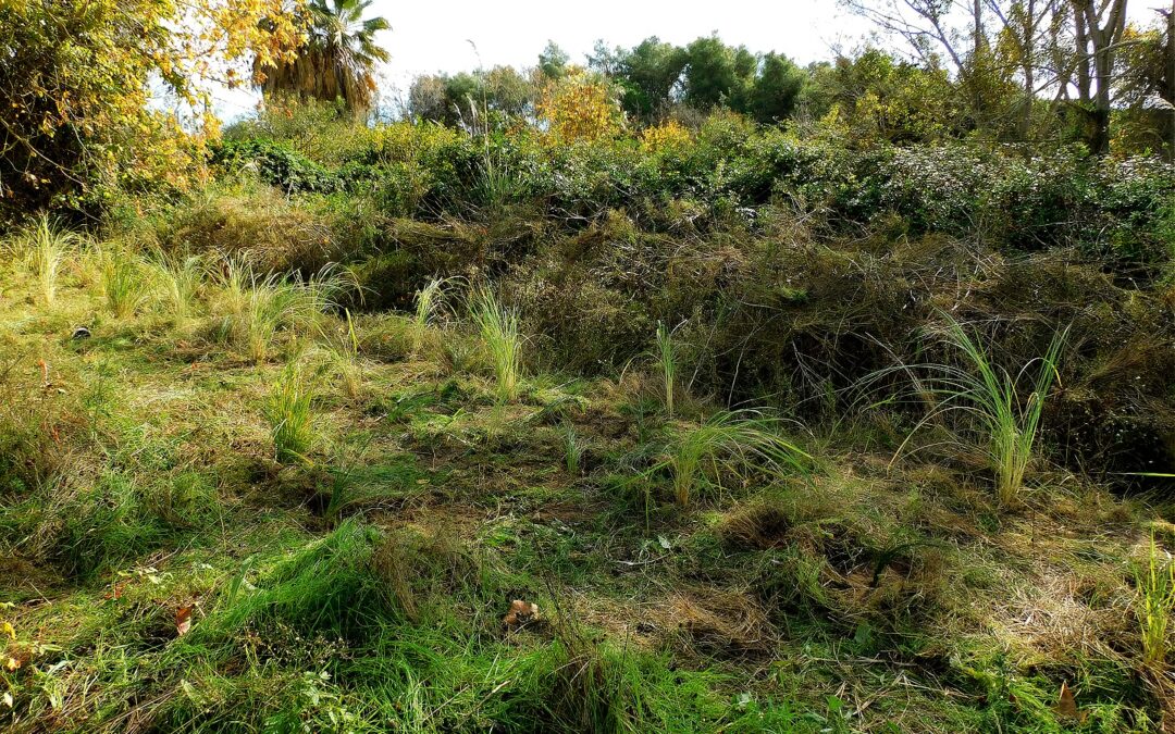 Nova acció de restauració a les parcel·les de Gavà